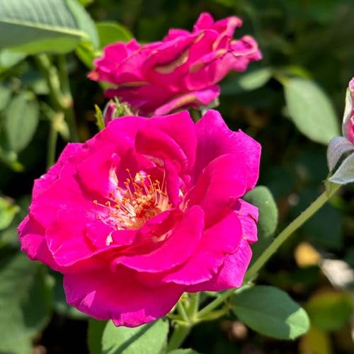 100 Stück rosa Rosenblütensamen von cetechondra