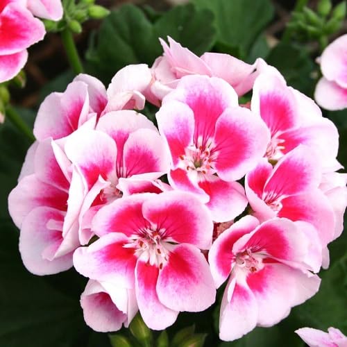 100 Stück rosa-weiße Geranienblumensamen 100 Stück rosa-weiße Geranienblumensamen von cetechondra
