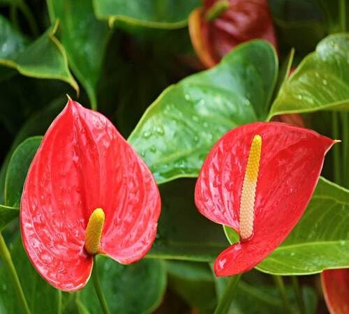 100 Stück rot-grüne Anthurium-Pflanzensamen von cetechondra