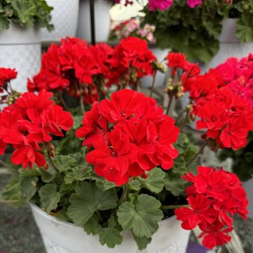100 Stück rote Geranienblumensamen 100 Stück rote Geranienblumensamen von cetechondra