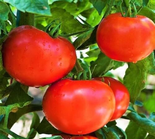 100 Stück rote Tomaten-Gemüsesamen von cetechondra