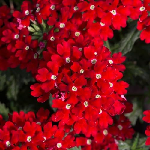 100 Stück rote Verbenen-Blumensamen von cetechondra