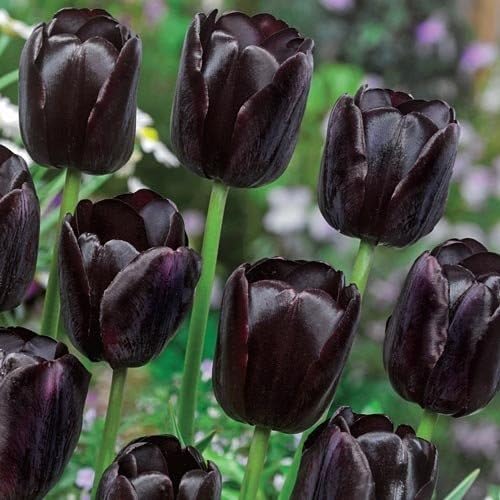 100 Stück schwarze Tulpenblumensamen von cetechondra