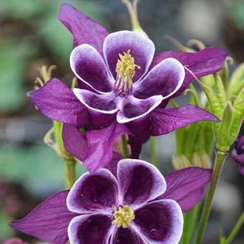 100 Stück violette Akelei-Blumensamen von cetechondra