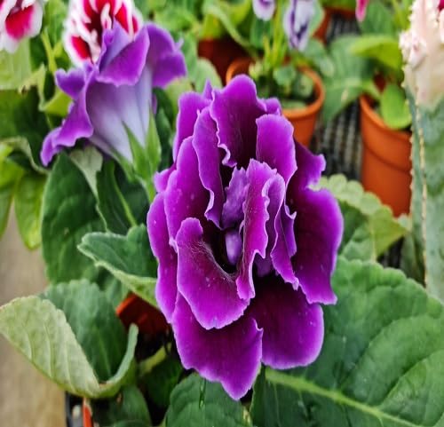 100 Stück violette Gloxinia-Blumensamen von cetechondra