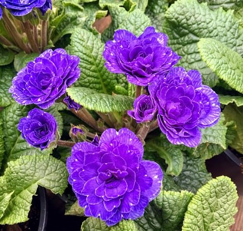 100 Stück violette Primel-Blumensamen von cetechondra