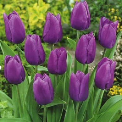 100 Stück violette Tulpenblumensamen von cetechondra