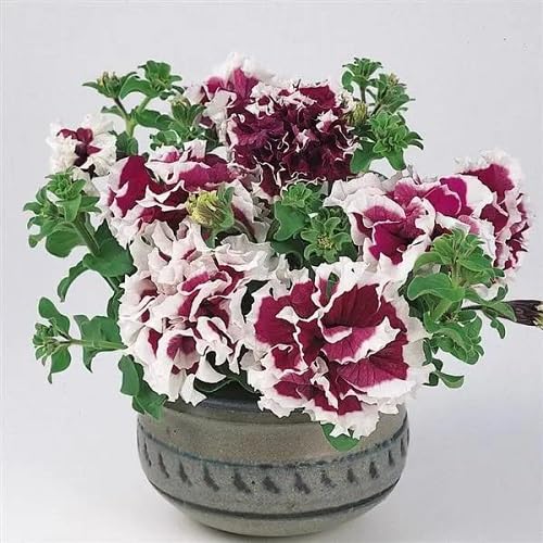 100 Stück weiß-violette Petunien-Blumensamen von cetechondra