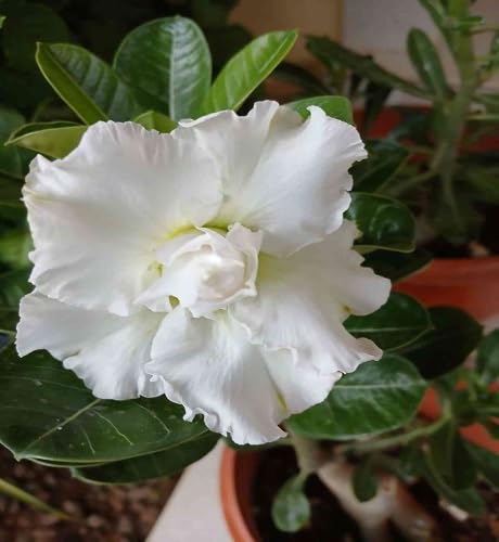 100 Stück weiße Adenium-Blumensamen 100 Stück weiße Adenium-Blumensamen von cetechondra