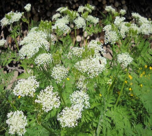 100 Stück weiße CICELY-Blumensamen von cetechondra