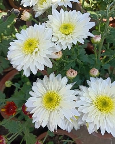100 Stück weiße Chrysanthemen-Blumensamen von cetechondra