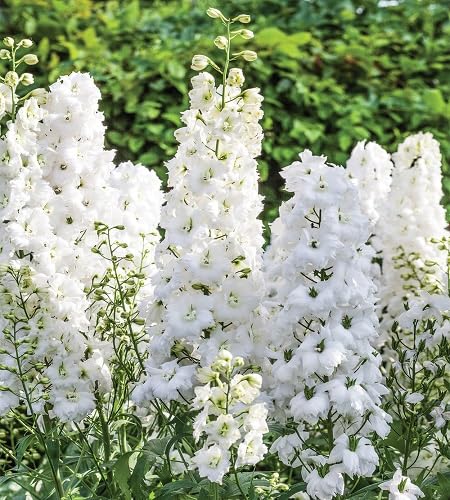 100 Stück weiße Delphinium-Blumensamen 100 Stück weiße Delphinium-Blumensamen von cetechondra