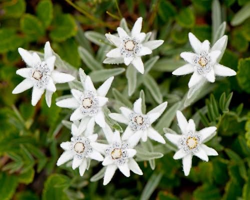 100 Stück weiße Edelweiß-Blumensamen von cetechondra