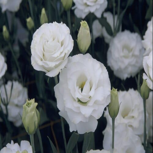 100 Stück weiße Eustoma-Blumensamen 100 Stück weiße Eustoma-Blumensamen von cetechondra