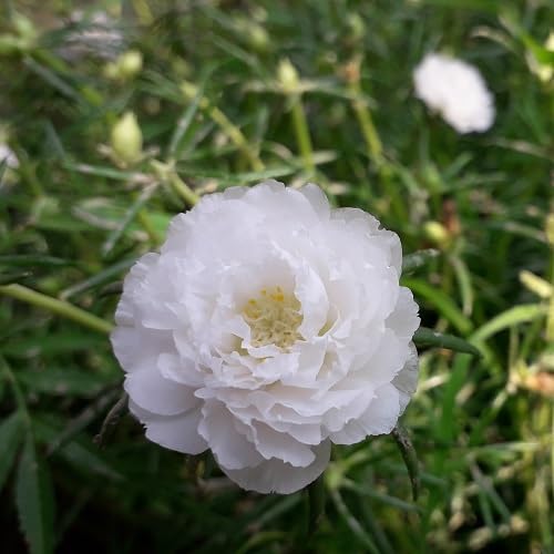 100 Stück weiße Moosrosen-Blumensamen von cetechondra