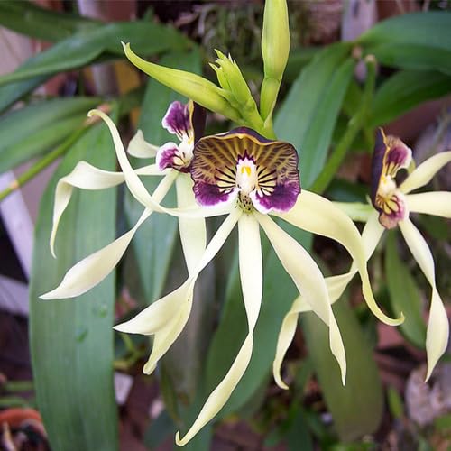 100 Stück weiße Muschel-Orchideen-Blumensamen 100 Stück weiße Muschel-Orchideen-Blumensamen von cetechondra