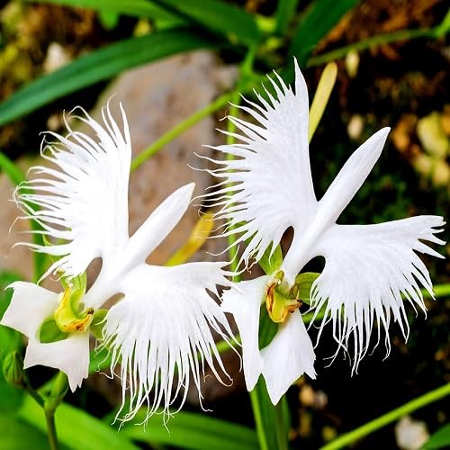 100 Stück weiße Pecteilis-Blumensamen 100 Stück weiße Pecteilis-Blumensamen von cetechondra
