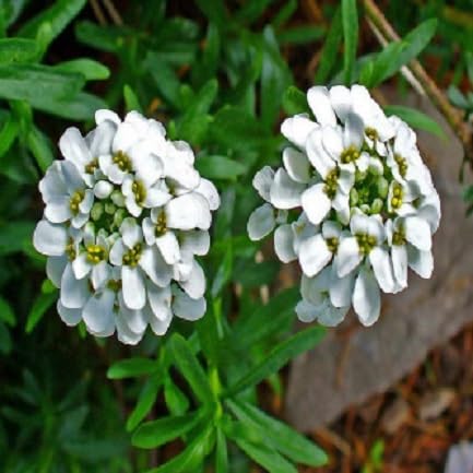 100 Stück weiße Schleifenblumensamen von cetechondra