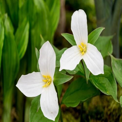 100 Stück weiße Trillium erectum Blumensamen 100 Stück weiße Trillium erectum Blumensamen von cetechondra