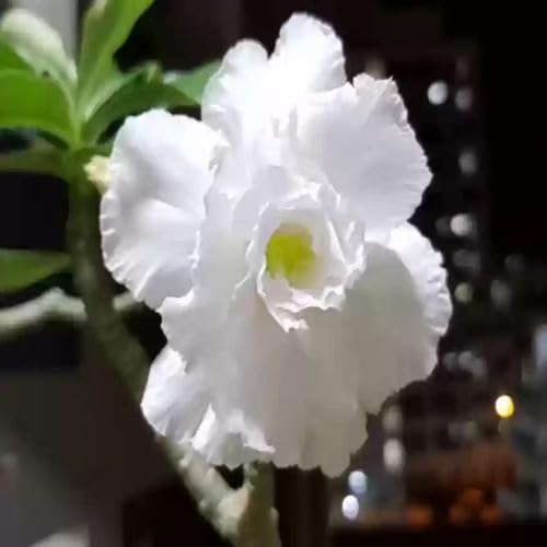 2 Stück weiße Adenium-Blumensamen 2 Stück weiße Adenium-Blumensamen von cetechondra