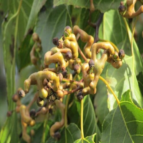 20 Stück Hovenia dulcis – Essen Sie Rosinen von Ihrem eigenen Baum! Baumsamen von cetechondra