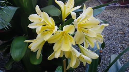 20 Stück gelbe Clivia-Blumensamen von cetechondra