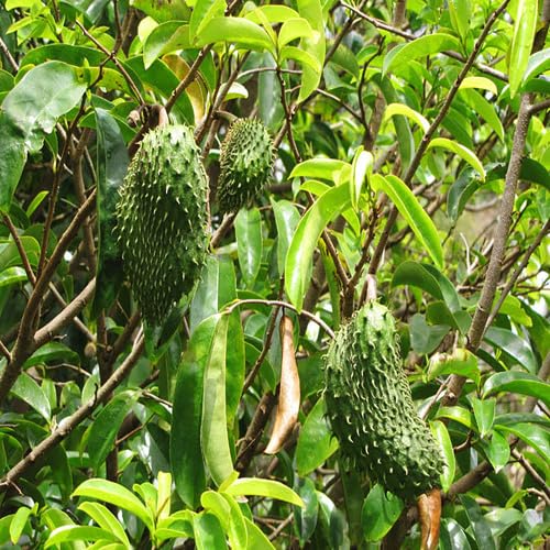 20 Stück grüne Soursop-Fruchtsamen von cetechondra