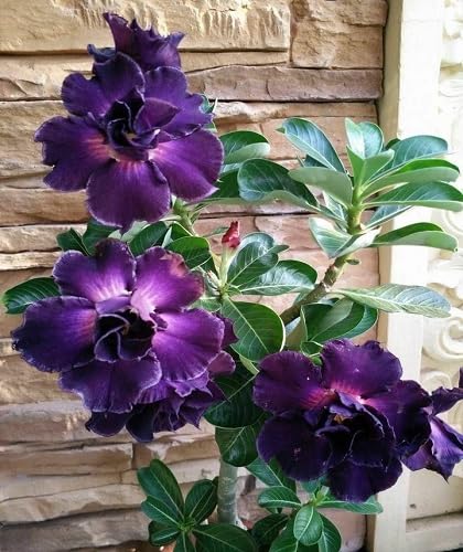 20 Stück violette Adenium-Blumensamen von cetechondra