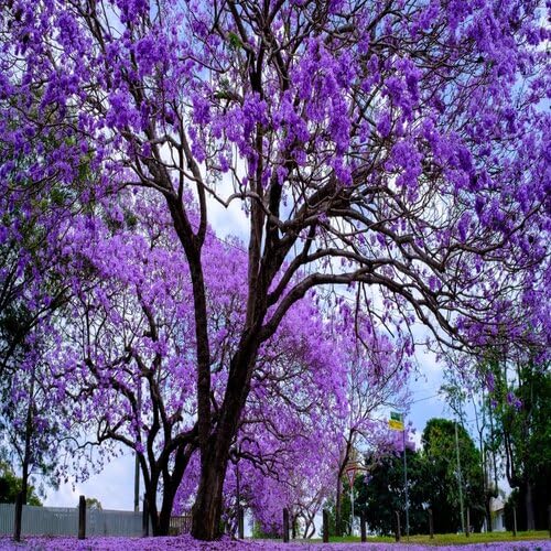 20 Stück violette Jacaranda-Baumsamen 20 Stück violette Jacaranda-Baumsamen von cetechondra