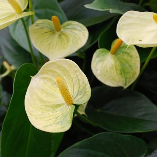 25 Stück gelbe Anthurium-Blumensamen 25 Stück gelbe Anthurium-Blumensamen von cetechondra