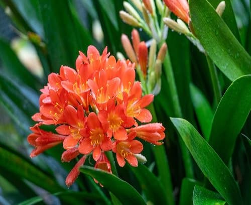 25 Stück orangefarbene Clivia-Blumensamen von cetechondra