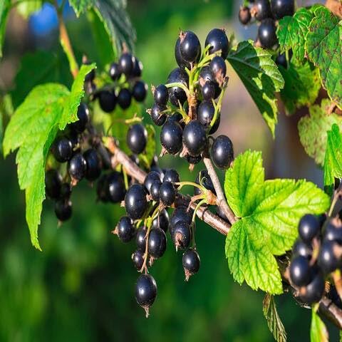 30 Stück Schwarze Ribes nigrum Fruchtsamen 30 Stück Schwarze Ribes nigrum Fruchtsamen von cetechondra