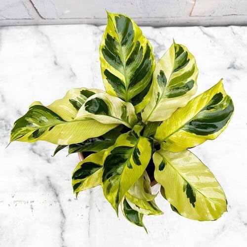 30 Stück grüne hellgelbe Calathea-Pflanzensamen 30 Stück grüne hellgelbe Calathea-Pflanzensamen von cetechondra
