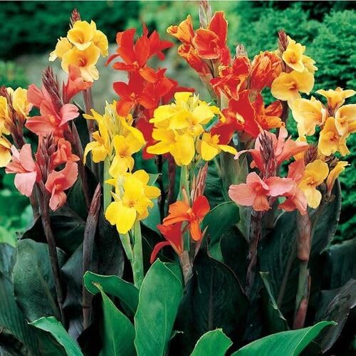 40 Stück Canna-Blumensamen 40 Stück Canna-Blumensamen von cetechondra