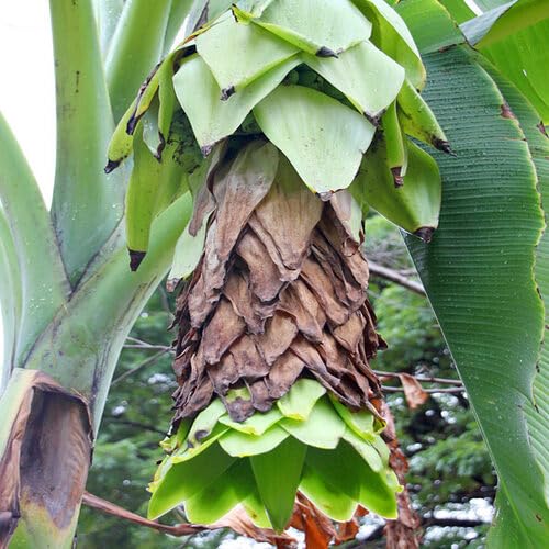 40 Stück Ensete Glaucum, härteste Banane aller Zeiten, Fruchtsamen von cetechondra