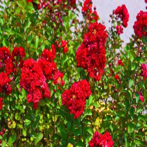 45 Stück rote Kreppmyrten-Blumensamen 45 Stück rote Kreppmyrten-Blumensamen von cetechondra