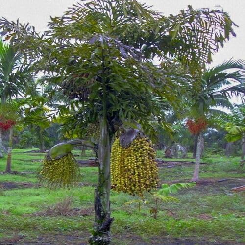 5 Stück Caryota urens, leicht winterharte Palme, sehr seltene Gattung, Baumsamen von cetechondra