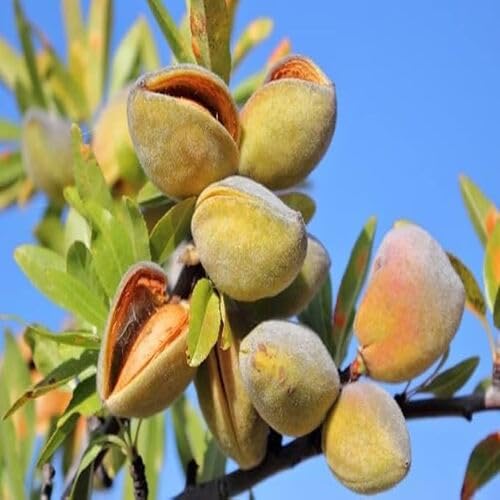 5 Stück Prunus dulcis Mandelfruchtsamen von cetechondra