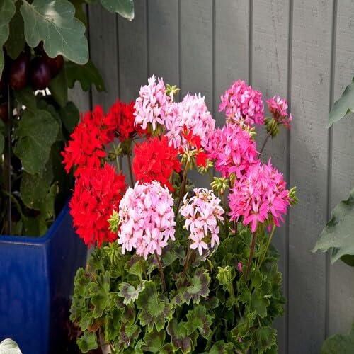 5 Stück gemischte Pelargonium Peltatum Blumensamen 5 Stück gemischte Pelargonium Peltatum Blumensamen von cetechondra