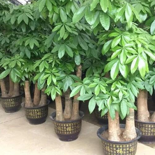 5 Stück grüne Pachira Macrocarpa Bonsai-Baumsamen 5 Stück grüne Pachira Macrocarpa Bonsai-Baumsamen von cetechondra