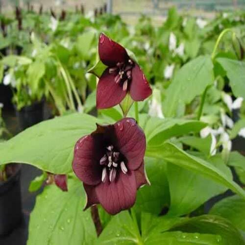 50 Stück Pflanzenweltsamen - Trillium Kurabayashii Blumensamen 50 Stück Pflanzenweltsamen - Trillium Kurabayashii Blumensamen von cetechondra