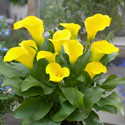50 Stück gelbe Calla-Lilien-Blumensamen von cetechondra