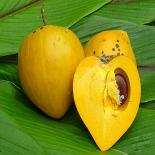 50 Stück gelbe Lucuma-Fruchtsamen 50 Stück gelbe Lucuma-Fruchtsamen von cetechondra