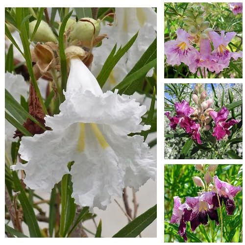 50 Stück gemischte Chilopsis linearis blühende Baumsamen 50 Stück gemischte Chilopsis linearis blühende Baumsamen von cetechondra