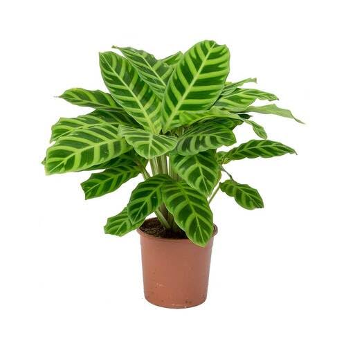 50 Stück grüne Calathea-Pflanzensamen von cetechondra