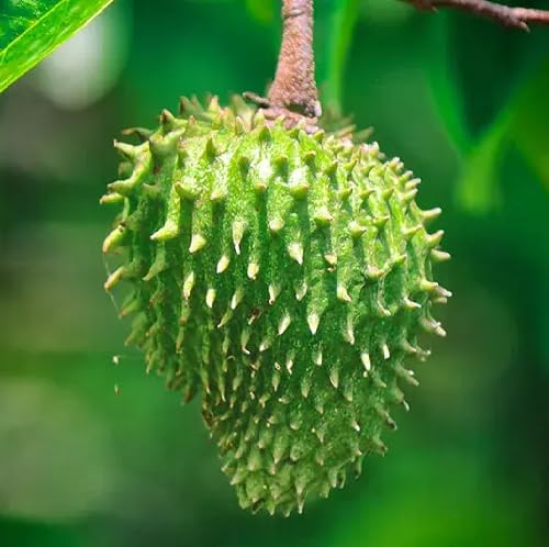 50 Stück grüne Soursop-Fruchtsamen 50 Stück grüne Soursop-Fruchtsamen von cetechondra