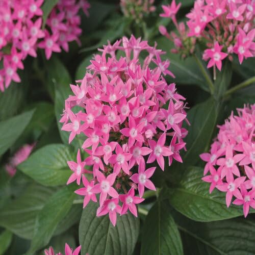 50 Stück rosa Pentas Lanceolata Blumensamen 50 Stück rosa Pentas Lanceolata Blumensamen von cetechondra