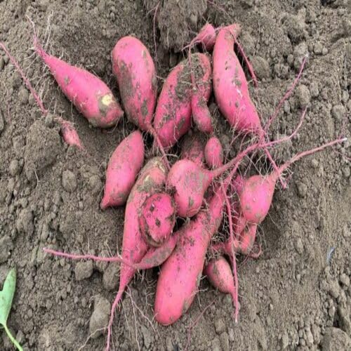50 Stück rosa Süßkartoffel-Gemüsesamen von cetechondra