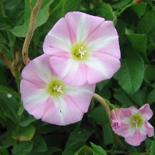 50 Stück weiß-rosa Convolvulus-Blumensamen von cetechondra