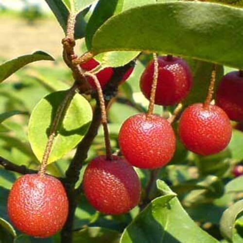 60 Stück Goumi-Fruchtsamen von cetechondra